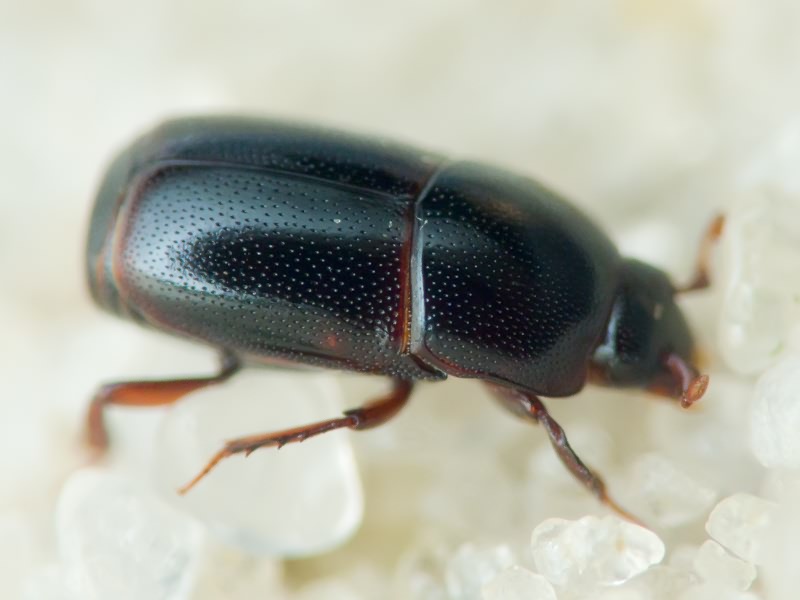 Teretrius fabricii Mazur, 1972